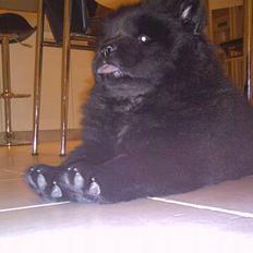 Chow chow Fuh Thu Josefine