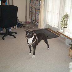 Amerikansk staffordshire terrier tika 