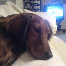 Dværggravhund Felix