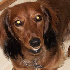 Dværggravhund Felix