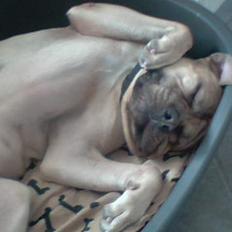 Mastiff Holger (Find holger )