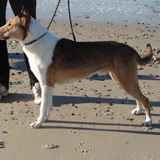 Collie korthåret Uku DKK Racevinder i 2007