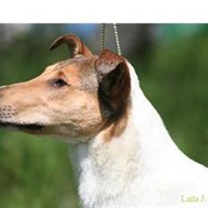 Collie korthåret Uku DKK Racevinder i 2007