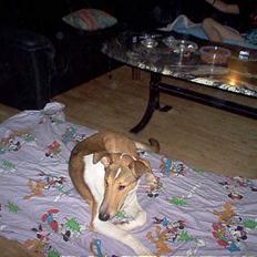 Collie korthåret Uku DKK Racevinder i 2007