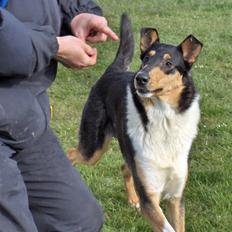 Collie korthåret Cody R.I.P.