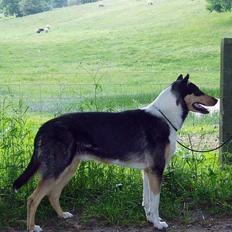 Collie korthåret Cody R.I.P.