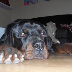 Rottweiler tyson død 