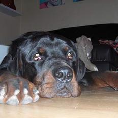 Rottweiler tyson død 