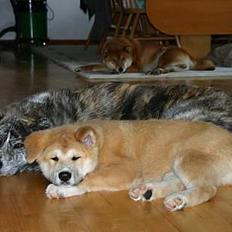 Akita inu Sumi * R.I.P *