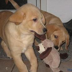 Golden retriever Marco