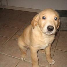 Golden retriever Marco