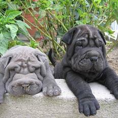 Shar pei Lupus