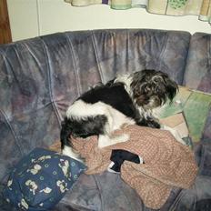 Blanding af racer nuser