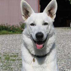 Hvid schæfer Nice'nwise Groucho Nicki