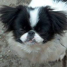 Blanding af racer Flodhesten Blutilda :)