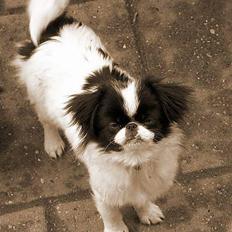 Blanding af racer Flodhesten Blutilda :)