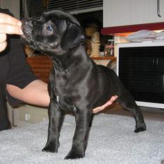 Staffordshire bull terrier Solo