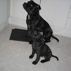 Staffordshire bull terrier Solo