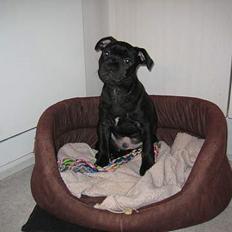 Staffordshire bull terrier Solo