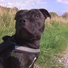 Staffordshire bull terrier     ITSO  24. okt