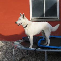 Hvid schæfer Nice'nwise Groucho Nicki