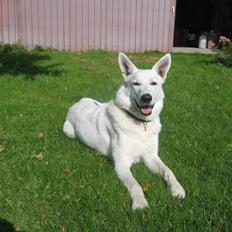 Hvid schæfer Nice'nwise Groucho Nicki