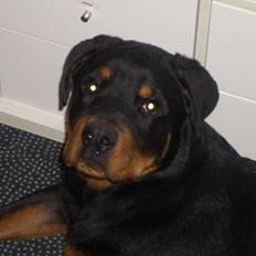 Rottweiler  Cue C´zar 