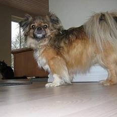 Tibetansk spaniel Bølle