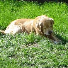 Golden retriever leregårdens Adonis R.I.P