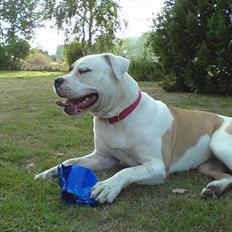Amerikansk bulldog Gudrun
