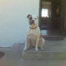 Amerikansk bulldog Gudrun