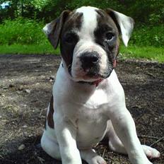 Amerikansk bulldog Mille
