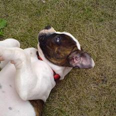 Amerikansk bulldog Mille