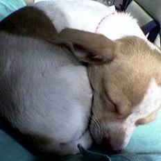 Blanding af racer *~Hercules~*