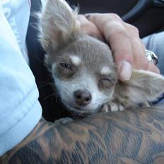 Chihuahua *~Pippi~*