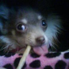 Chihuahua *~Pippi~*