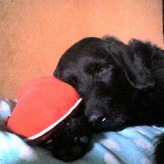 Blanding af racer Rollo<3