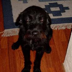 Blanding af racer Rollo<3