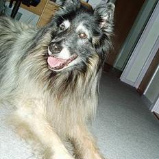 Tervueren Kingo *død* 5/11-07