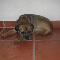 Border terrier harry