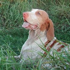 Bracco italiano Rakija (Død 2008)