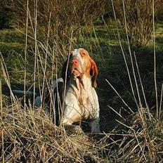 Bracco italiano Rakija (Død 2008)
