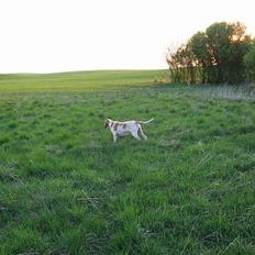 Bracco italiano Rakija (Død 2008)