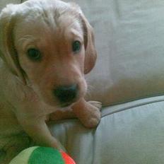 Blanding af racer Freia