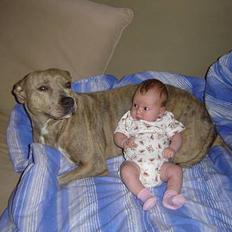 Amerikansk staffordshire terrier Gini