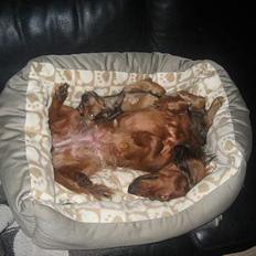 Dværggravhund Molly