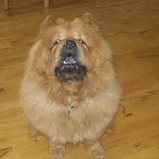 Chow chow tulle "DØD" :'(