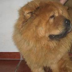 Chow chow tulle "DØD" :'(