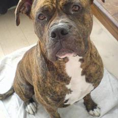 Amerikansk bulldog Samson