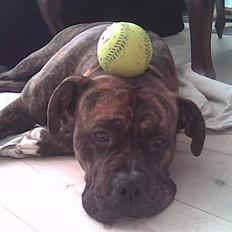 Amerikansk bulldog Samson